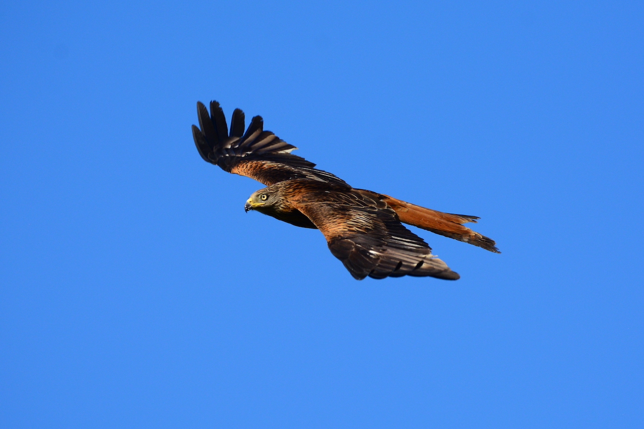 Milvus milvus